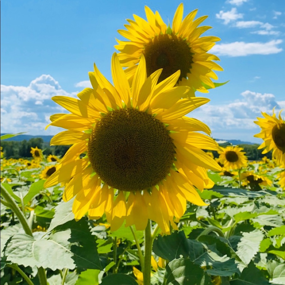 Meet your Posher, Johanna